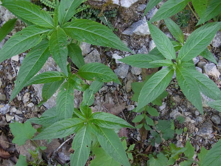 Mercurialis perennis